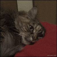 cat depression GIF