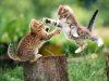 2_fighting_cats-800x600.jpg