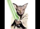 cat jedi.jpg