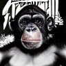 Sonic Ape