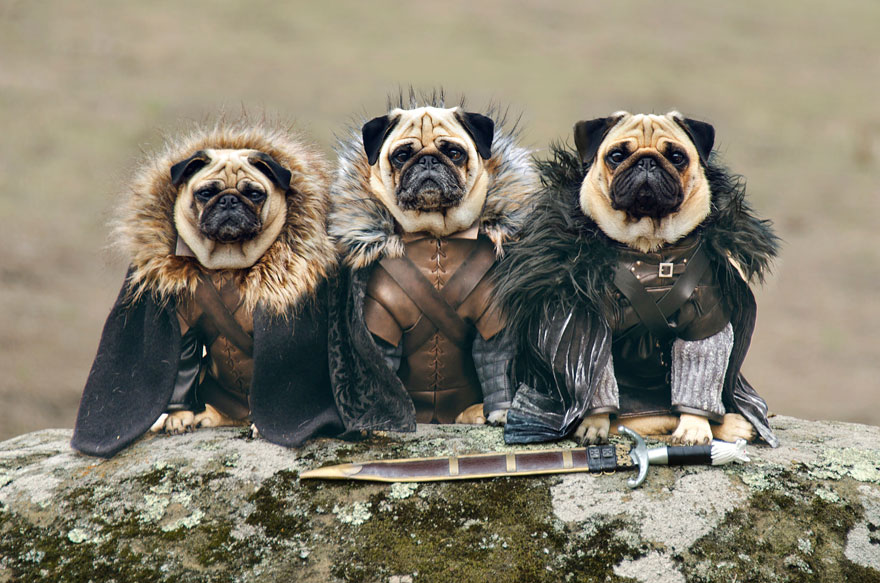 cute-pugs-game-of-thrones-pugs-of-westeros-1.jpg